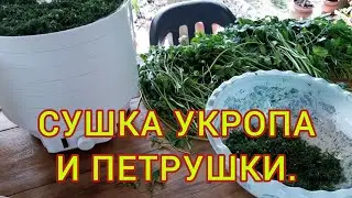 Как сушить зелень и травы в сушилке