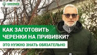 САМОЕ ЛУЧШЕЕ время для заготовки ЧЕРЕНКОВ. Как правильно резать и хранить до весенних прививок?