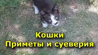 Кошки. Приметы и суеверия