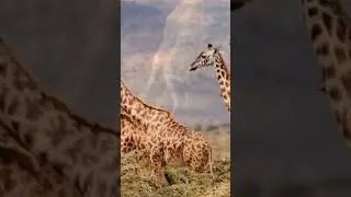 SEKALI TENDANG LANGSUNG MINTA AMPUN