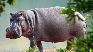 Звук бегемота # hippo sound