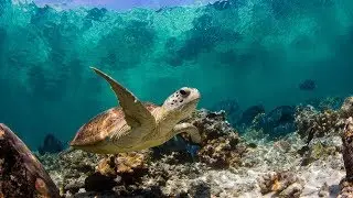 23 мая Всемирный день черепахи