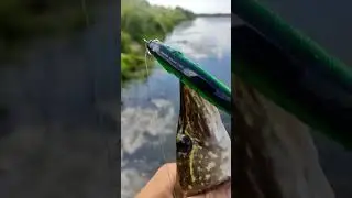 Твичинговый комплект Алексея Юденкова! #Рыбалка #fishing #shorts