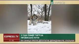 Путін вмер: у США помер тигр на прізвисько Путін