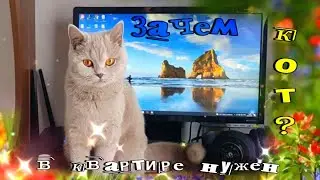 Зачем  в квартире нужен кот? / ЗАРЯЖАЕМСЯ ПОЗИТИВОМ!