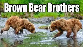 Alaska Brown Bear Brothers go Salmon Fishing