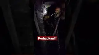 Perhatikan !!! Orang ini malam-malam panen kelapa 