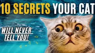 10 Signs Your Cat ACTUALLY Loves You / How To Tell If My Cat Loves Me / Cat World Academy