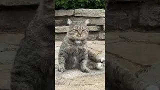 ✨ Магистр МИЛОТЫ✨ BARSIK✨ Master of good mood✨ #barsik #catvideos #catlover