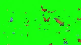 Butterflies Green Screen | Green Screen Butterfly Video Effects | Butterflies Green Screen  Free