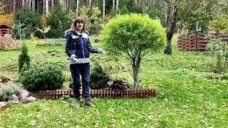 Шикарный дачный участок. В гостях у соседей по даче.🌳 Ива своими руками