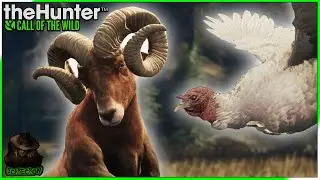 THE INSANE LUCK CONTINUES! Diamond Bighorn & A Rare Albino Turkey! Call of the wild