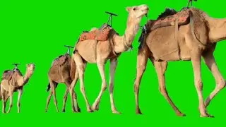 Green Screen Camel walking HD Footage || No copyright