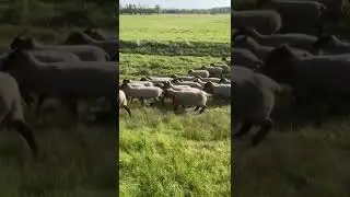 Бугай Алабай. Нападение волков на барашек в восточной Германии.