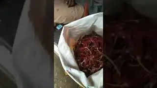 Перец Чили из пластика