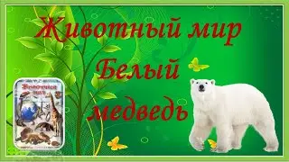 Животный мир нашей планеты.  Белый медведь