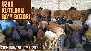 UZOQ KUTILGAN QOʻY VA QOʻZI NARXLARI | SURXONDARYO QO'Y BOZORI
