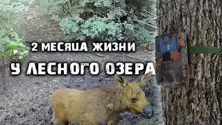 Как ведут себя ЖИВОТНЫЕ, когда их никто НЕ ВИДИТ? | ФОТОЛОВУШКА снимала 2 месяца