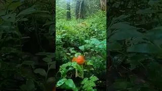 Глаза ВИДЕЛИ, а мозги ОТКАЗЫВАЛИСЬ верить! Идеальный Сказочная Карелия