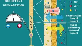 Phototransduction and Visual processing