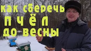 Как сберечь пчёл до весны.  Важные советы от опытного пчеловода.