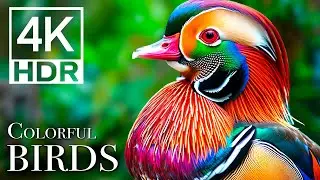 The Most Colorful Birds Youll Ever See In 4K - Birds Sound in the Forest | Scenic Relaxation Film