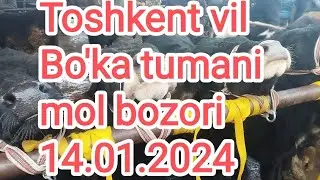 Toshkent vil Bo'ka tumani chorva mol bozori 14.01.2024