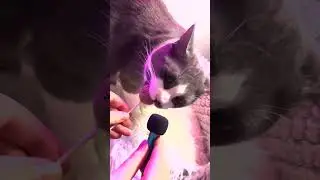 Cat eating crunchy Lolipops ASMR!🐱🍭 #cat #lolipop #crunchy #asmr #asmrsounds