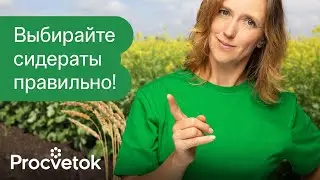 КАКИЕ СИДЕРАТЫ ЛУЧШЕ? Только так сидераты принесут пользу на вашем участке!