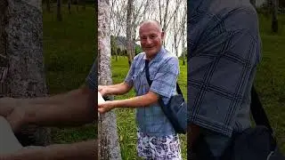 Презервативное дерево 😁