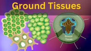 Permanent tissues class 9 biology, Ground tissues: Collenchyma, Parenchyma, and Sclerenchyma tissues