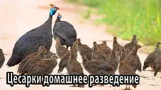 Цесарки домашнее разведение