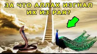 ПОЧЕМУ АЛЛАХ ИЗГНАЛ ИЗ РАЯ ЗМЕЮ И ПАВЛИНА?