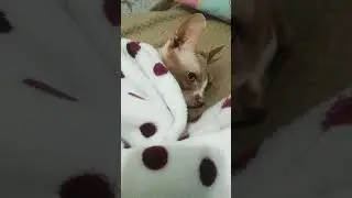 My cat