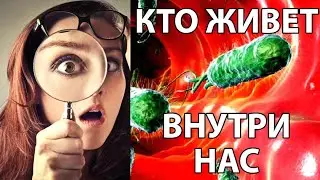 ЭТО ИНТЕРЕСНО! Тайная Жизнь в Вашем Организме. (бактерии/микробиом/микроорганизмы)