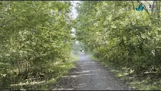 Retracing the O-shaped path embraced by trees