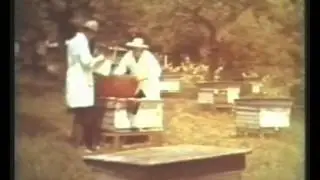 Селекция пчел. СССР 1977 год.
