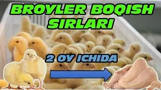 BROYLER TOVUQ BOQISH SIRLARI | БРОЙЛЕР ТОВУК БОКИШ БИЗНЕСИ