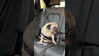 СОБАКИ ПРОСПАЛИ НАШУ СВАДЬБУ 😭