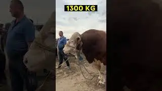 1300 Kg 80 milon Gigant Simmental