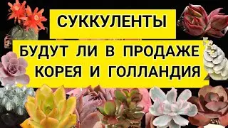 Суккуленты. Будут ли в продаже Корея и Голландия.