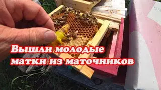 КАК РАЗВИВАЮТСЯ ПЧЕЛОСЕМЬИ НА НАЧАЛО ИЮНЯ, НУКЛЕУСНЫЙ ПАРК, ОСМОТР МАТОК, ЖДЁМ ОБЛЁТА