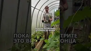 ‼️Никогда не сажайте огурцы так, пока не посмотрите это видео до конца ‼️ #огород