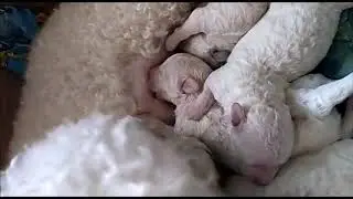 Михаил Муромов  - Про собак ( Mikhail Muromov - About dogs)