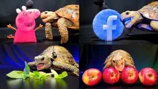 Best ASMR Eating Food Mukbang for Sleep ✨ Turtle Tortoise