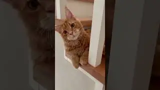 #мейнкун #котиграет #коты