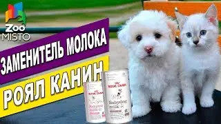 Сухой заменитель молока Royal Canin | Обзор молока для щенков и котят | Royal Canin Milk review