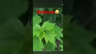 #мем #приколы #юмор #фейхоа #прикол