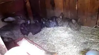 ДЕДОВСКИЙ МЕТОД УВЕЛИЧЕНИЕ ПОГОЛОВЬЯ КРОЛЕЙ !!!!