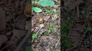 Подос и Белый - прекрасное соседство:) 